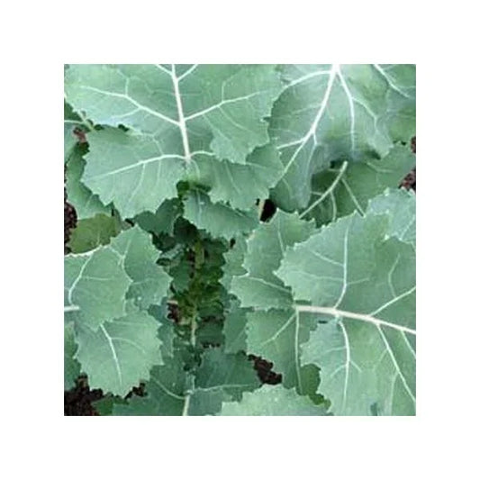 Kale Seeds Pack of 1,000 Non-GMO Heirloom Brassica oleracea 'Hanover' for Home Gardening, Nutritious Leafy Green Vegetables