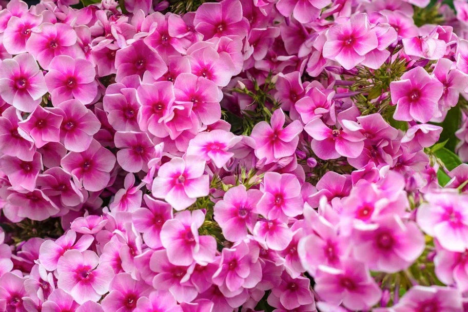 Phlox Seeds 100+ Count Monica Lynden-Bell Phlox paniculata Garden Planting, Vibrant Blooms, Attracts Pollinators
