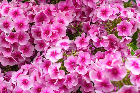 Phlox Seeds 100+ Count Monica Lynden-Bell Phlox paniculata Garden Planting, Vibrant Blooms, Attracts Pollinators