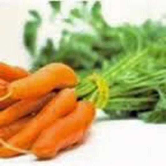 Non-GMO Carrot Seeds Little Finger Variety 1000+ Seeds Daucus carota for Container Gardening & Fresh Snacks