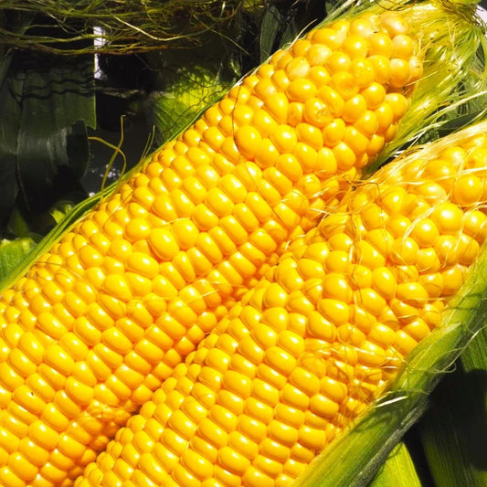 Jubilee Sweet Corn Seeds - Hybrid Golden Yellow Zea mays - Bountiful Harvest for 2025 Planting