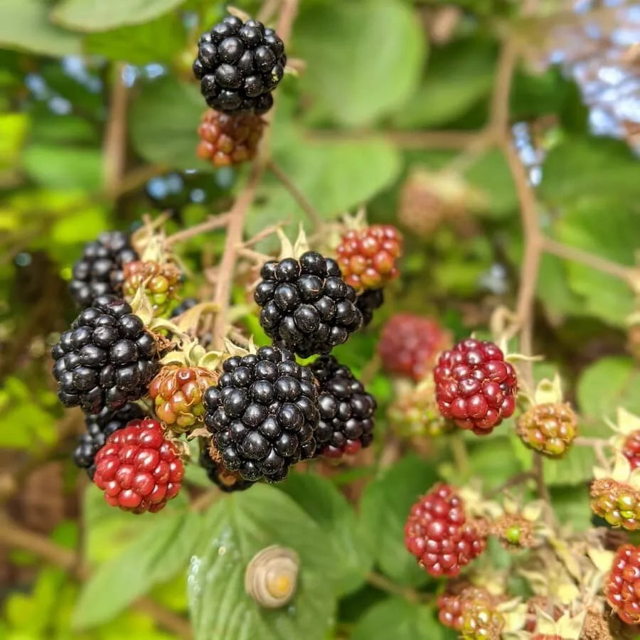 Southern Wild Blackberry Bush Live Starter 3.5'' Pot - Rubus argutus - Full Sun, Well-Drained Soil, Black Berries