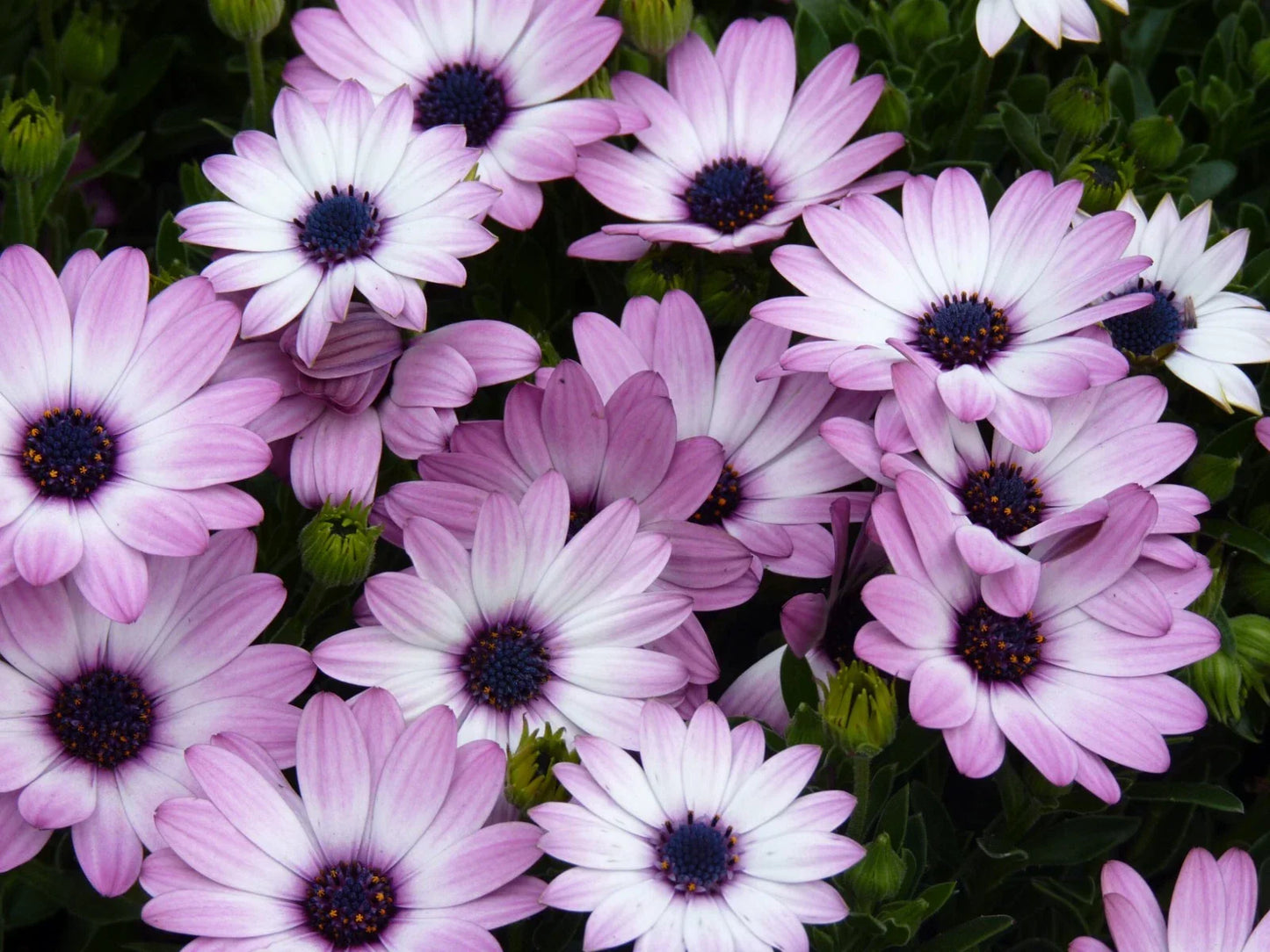 Cape Daisy Seeds - 200+ White & Purple Osteospermum ecklonis Flower Seeds for Garden Beds, Borders & Containers, Easy to Grow, Non-GMO