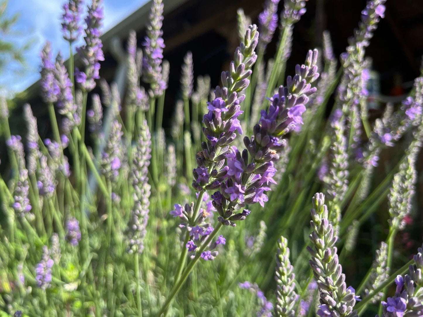 Fragrant Lavender Starter Plant – Lavandula angustifolia – Purple Flowers, Calming Aroma, Easy Care, Garden & Indoor Use