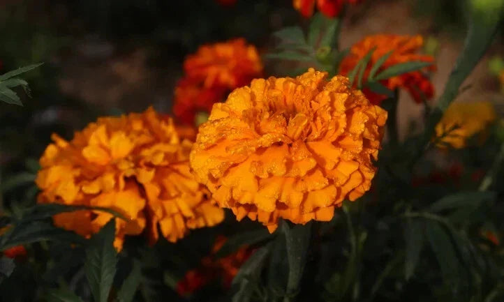 Southern Cone Marigold Seeds Pack of 25+ | Tagetes erecta Annual Garden Flowers for Borders & Containers