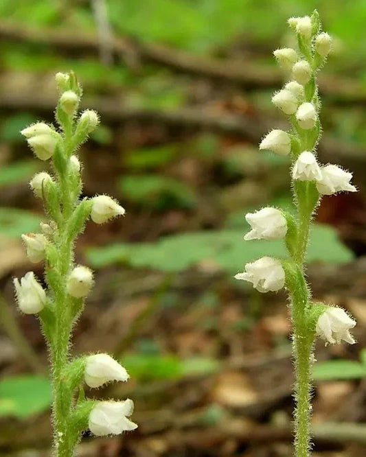 Live Rattlesnake Orchid Plant - Perennial with 5 Roots - Goodyera pubescens - Unique Foliage & Summer Blooms