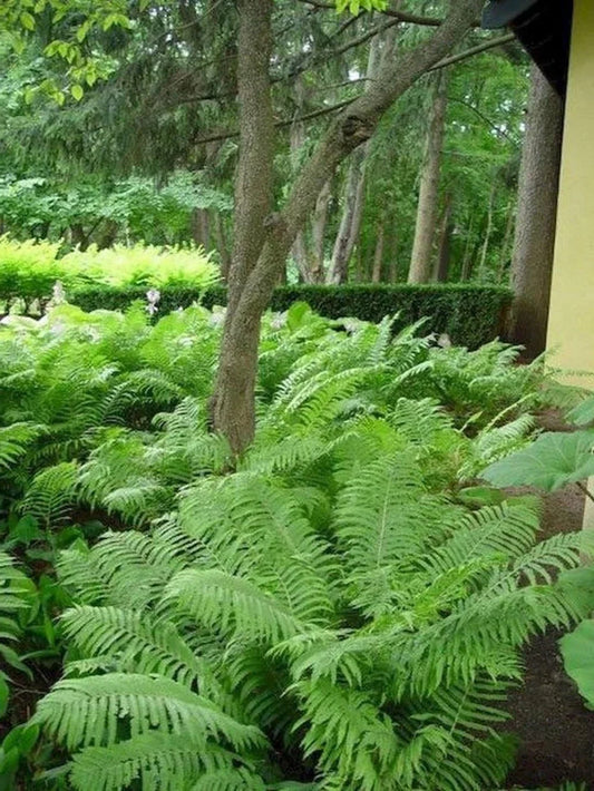 Ostrich Fern Bare Roots 5 Pack | Matteuccia Struthiopteris Perennial Fiddleheads for Shade Gardens