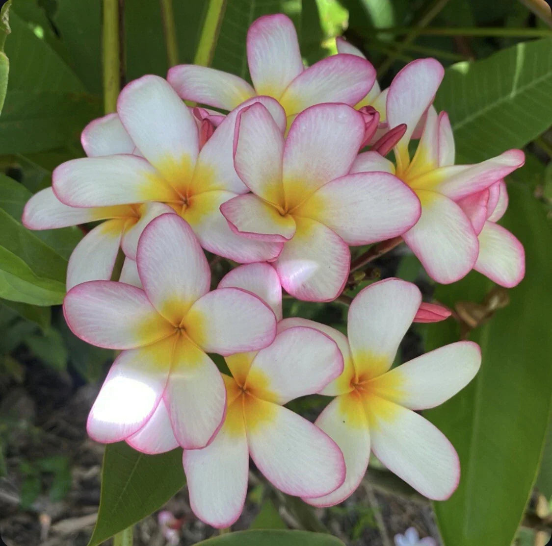 Rooted Plumeria Plant Cutting 18" Pink Mist Plumeria obtusa Tropical Flowering Garden Plant