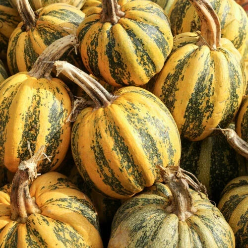 American Tondo Pumpkin Seeds – Heirloom Cucurbita pepo, Non-GMO, 25+ Pack for Garden Planting, Vining, Fall Harvest
