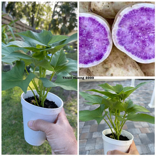 Okinawa Purple Sweet Potato Plants – 5 Rooted Plants in Cup – Ipomoea batatas – Edible Root Vegetable for Garden or Container