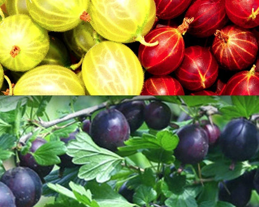 Gooseberry Cuttings 30 Pack - 10 Varieties for Rooting Ribes uva-crispa Fruit Bushes for Garden Planting