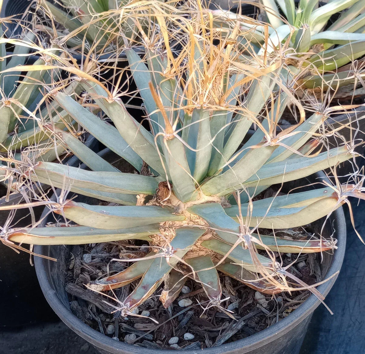 Agave Cactus Plant – Leuchtenbergia principis – Ferocactus with Long Paper Spines – Unique Succulent Decor