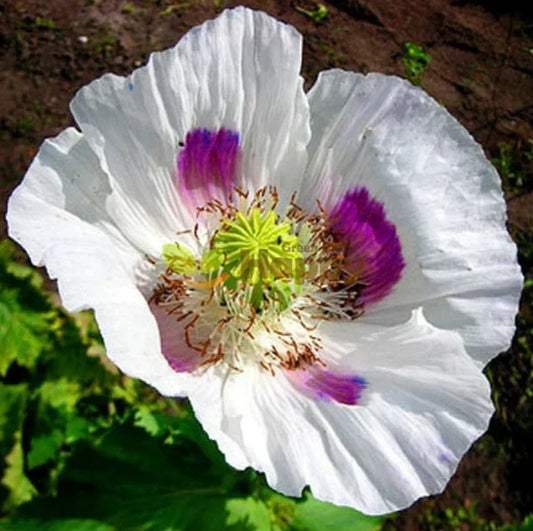 Organic White Tasmanian Breadseed Poppy Seeds - 1000 Large Pods - Papaver somniferum for Garden, Cut Flowers & Pollinators