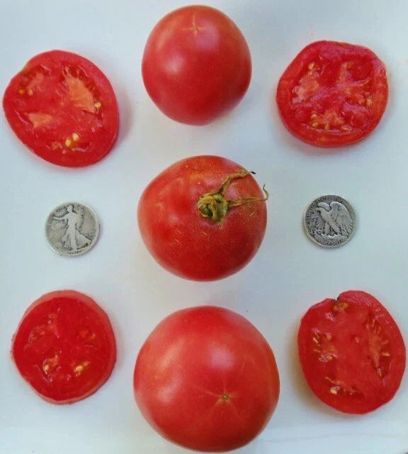 Arkansas Traveler Tomato Seeds, Heat-Resistant, Pinkish-Red, Solanum lycopersicum, 25 Seeds, Heirloom, Canning, Juicy Tomatoes