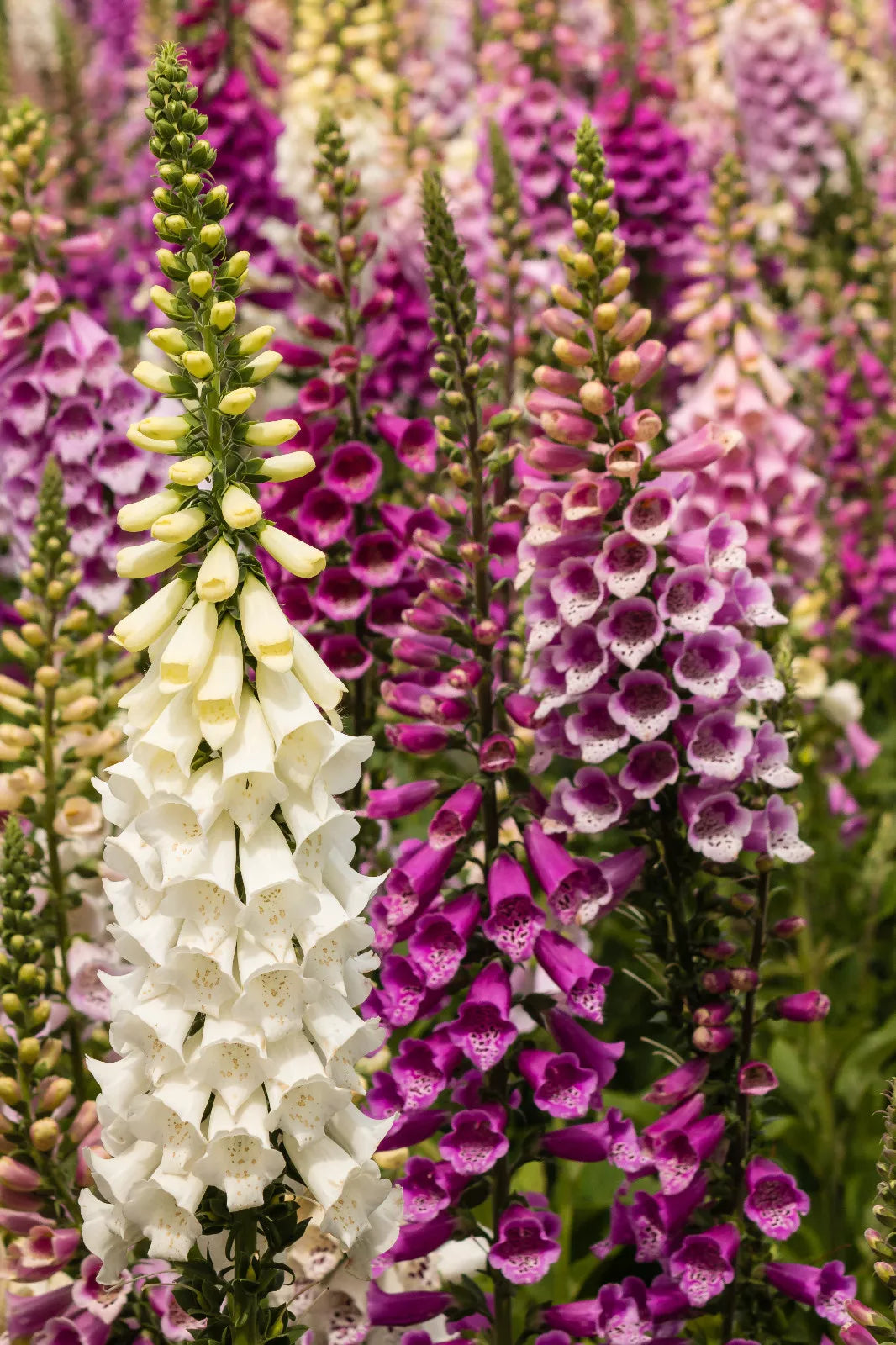 Foxglove Seeds Bulk 1002 Count Spotted Purple White Flowers Digitalis purpurea, Easy to Grow Perennial Garden Seeds