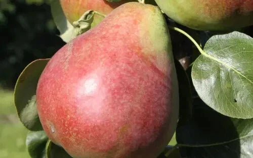 Obelisk Pear Seeds - 25+ Pack, Pyrus communis 'Obelisk' for Garden Planting, Compact Deciduous Fruit Tree, USA Shipping