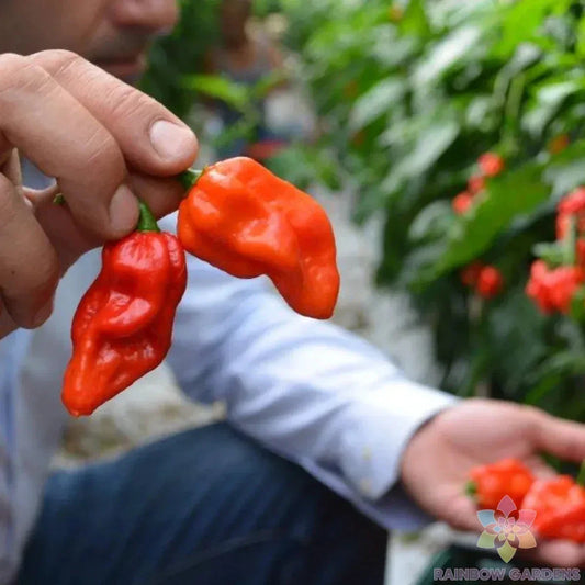 Komodo Dragon Hot Pepper Seeds - 25+ Capsicum chinense for Spicy Garden, Culinary Use, Full Sun, USA