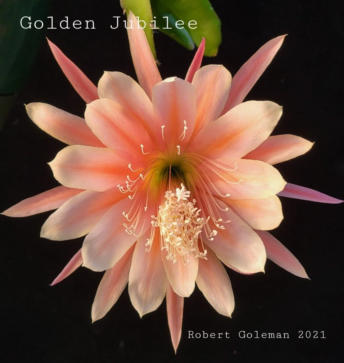 Epiphyllum 'Golden Jubilee' Rooted Cutting - Rare Orchid Cactus, Heirloom Plant, Vibrant Blooms, Indoor Garden, Easy Care