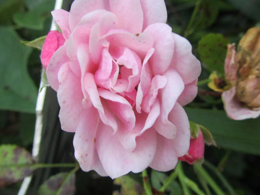 Organic Pink Rose Cuttings - 5 Pack Ready to Root Rosa spp. Garden Plants for Growing Flowers