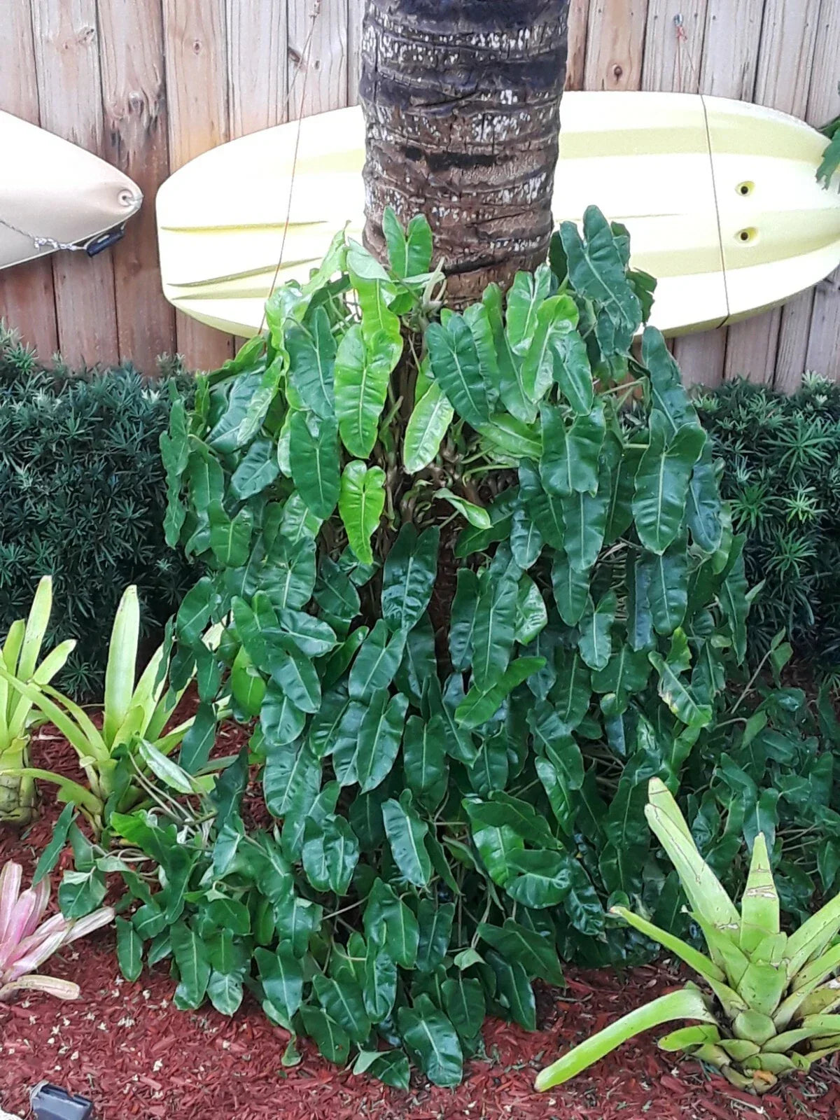 Philodendron Burle Marx Clipping – Fast Growing Tropical Indoor Plant Cutting – Lush Green Foliage – Philodendron spp.