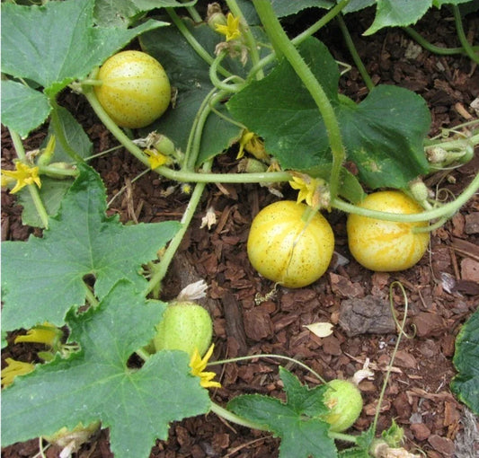 Lemon Cucumber Seeds - 30+ Non-GMO Heirloom Cucumis sativus for Salads, Pickling, Home Garden, Container Planting, October 2024 Harvest
