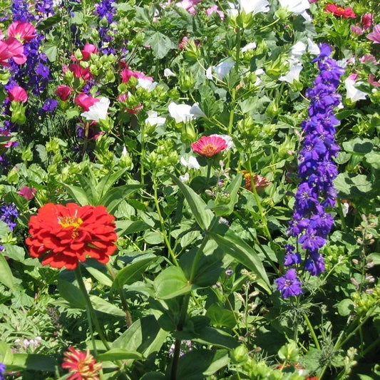 Hummingbird Wildflower Mix Seeds - Non-GMO Pollinator Wildflower Seed Packet for Gardens & Meadows