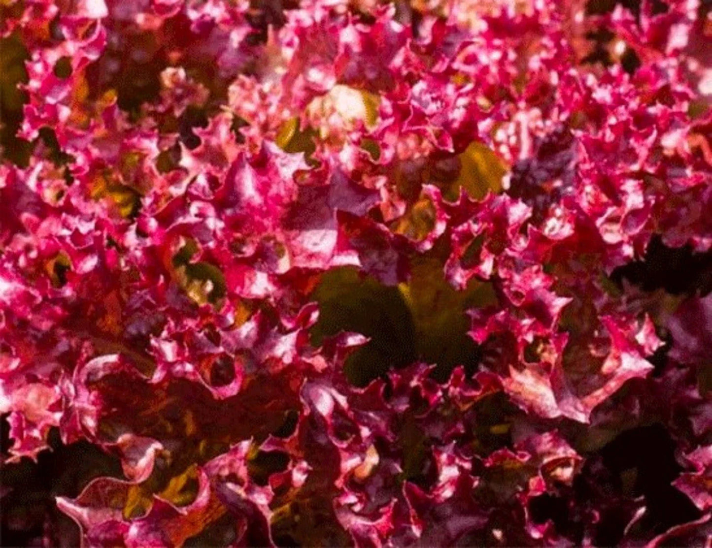 Selway Lettuce Seeds 500+ Non-GMO Heirloom Lactuca sativa for Home Garden, Salad & Container Gardening