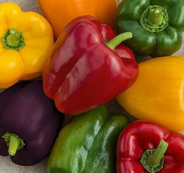 Rainbow Bell Pepper Seeds Mix - 30+ Varieties, Capsicum annuum, Colorful, High Yield, Easy to Grow, Full Sun, Garden & Container Plant