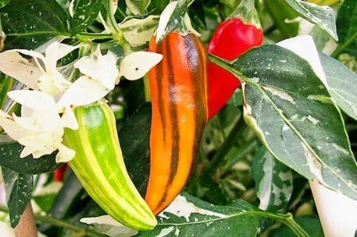 Fish Pepper Seeds - 15-200 Count - Variegated Hot Pepper - Capsicum annuum var. 'Fish Pepper' for Culinary Gardens