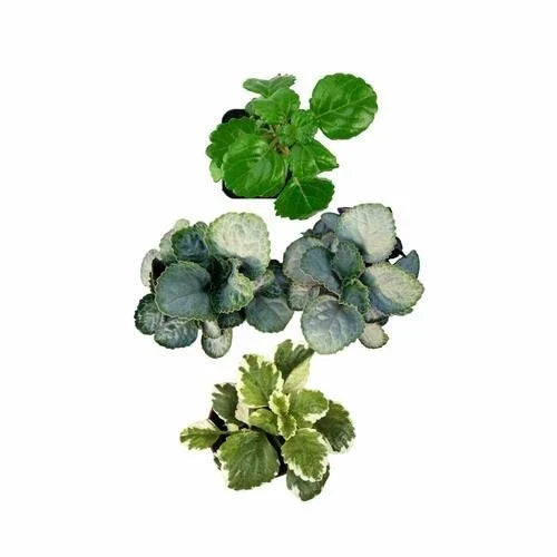 Plectranthus Swedish Ivy Assorted Rooted Starter Plants Indoor Houseplants Low Light Easy Care