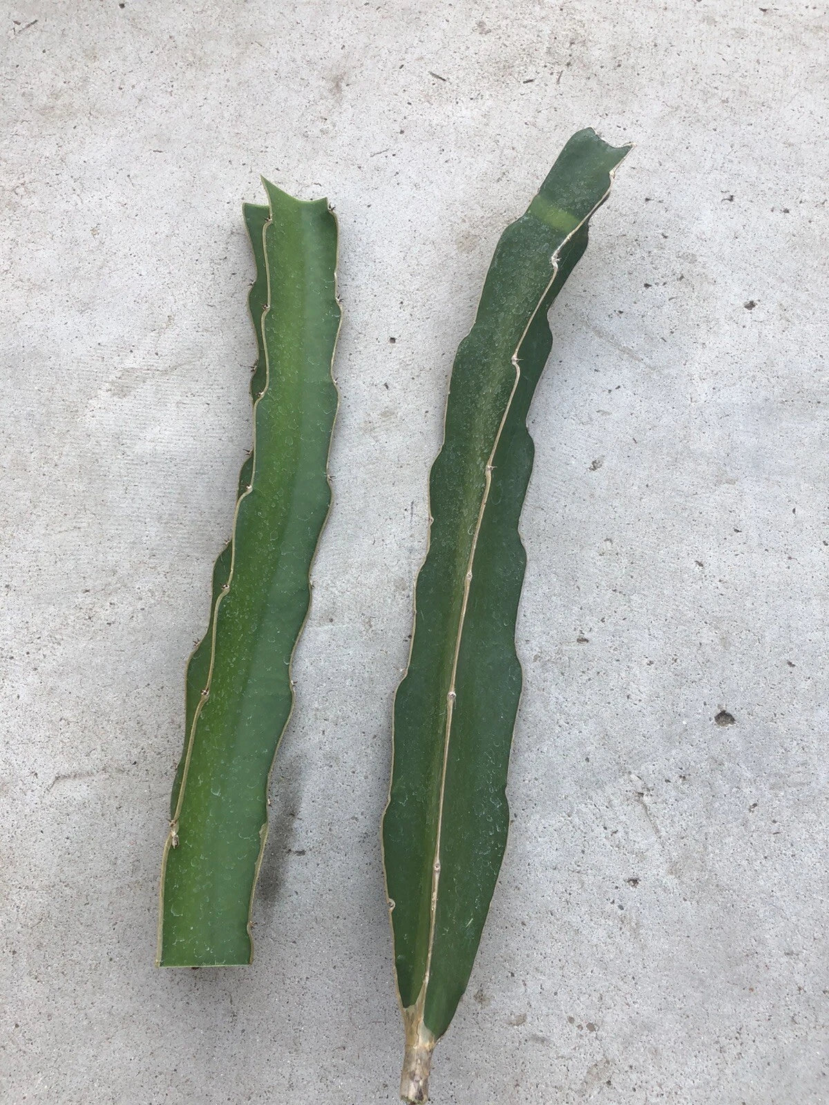 White Flesh Dragon Fruit Cuttings - 10-12 Inch Hylocereus undatus Succulent Cactus for Propagation