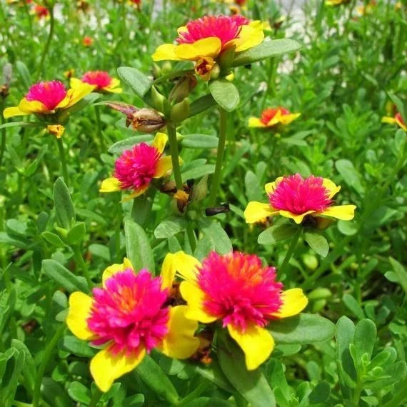 Hot Pink and Yellow Purslane Cuttings, Easy-to-Grow Succulent, Portulaca grandiflora, 6 Pack, Vibrant Garden Plants, Sunny Spot, Low Maintenance