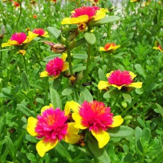 Hot Pink and Yellow Purslane Cuttings, Easy-to-Grow Succulent, Portulaca grandiflora, 6 Pack, Vibrant Garden Plants, Sunny Spot, Low Maintenance