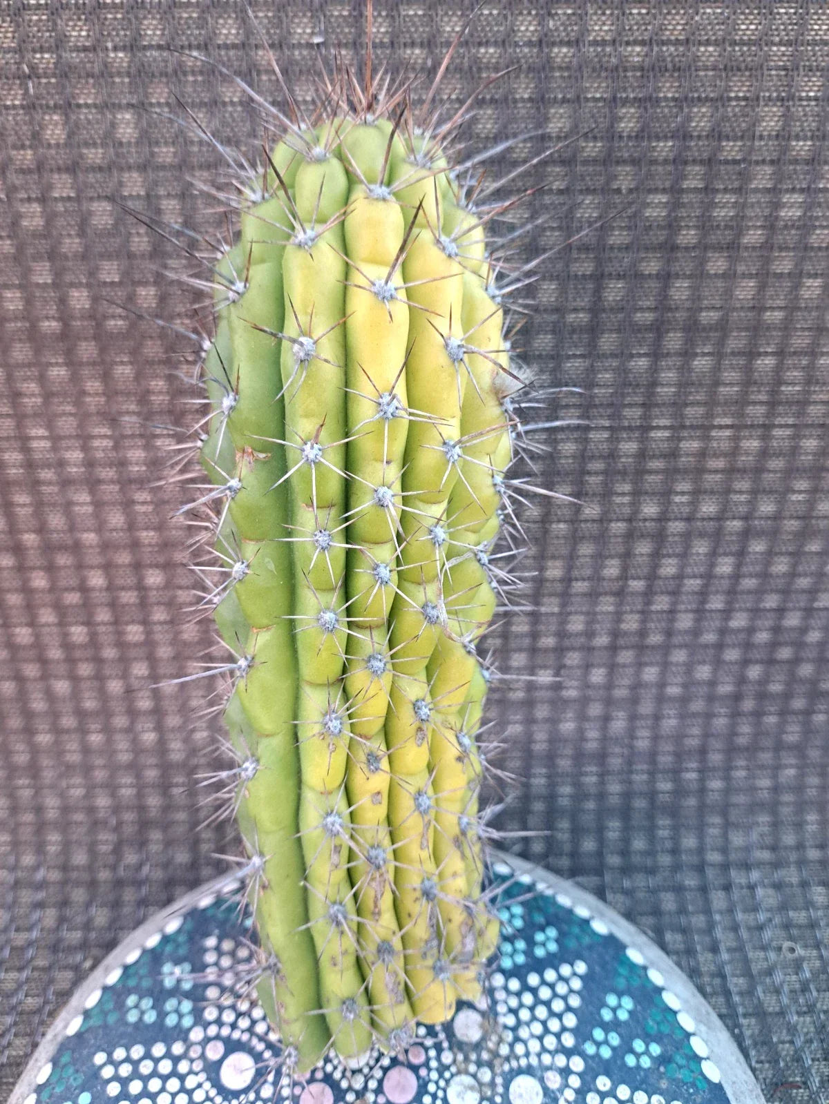 Cereus Thelegonus Cactus Cutting 7.5" – Unique Succulent for Home Decor, Indoor Garden, Cactus Collection