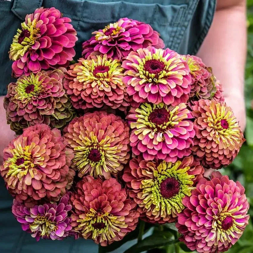 Queen Lime Red Zinnia Seeds - Over 100 Premium Zinnia elegans for Garden Beds & Borders, Vibrant Lime Green & Red Flowers