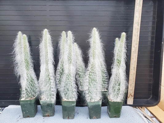 Opuntia 'Snow' Cactus - White Hairy Indoor Succulent - Snow White, Hairy Roger - Easy Care Indoor Plant