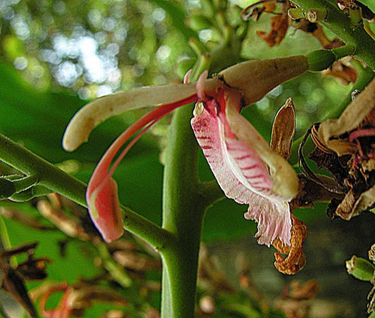 Live Spice Ginger Plant - Alpinia galanga with White Pink Flowers, Rooted Herb for Indoor & Outdoor Gardens