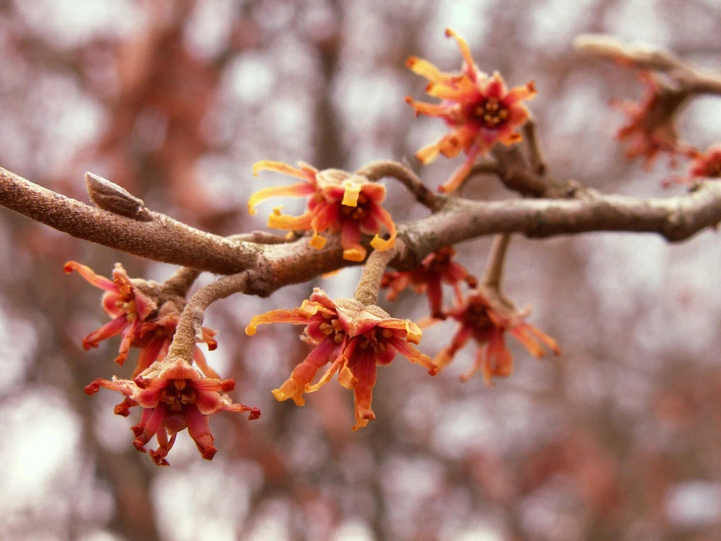 Vernal Witch Hazel Seeds, 15 Pack, Hamamelis vernalis, Native Deciduous Shrub for Garden, Early Spring Bloomer