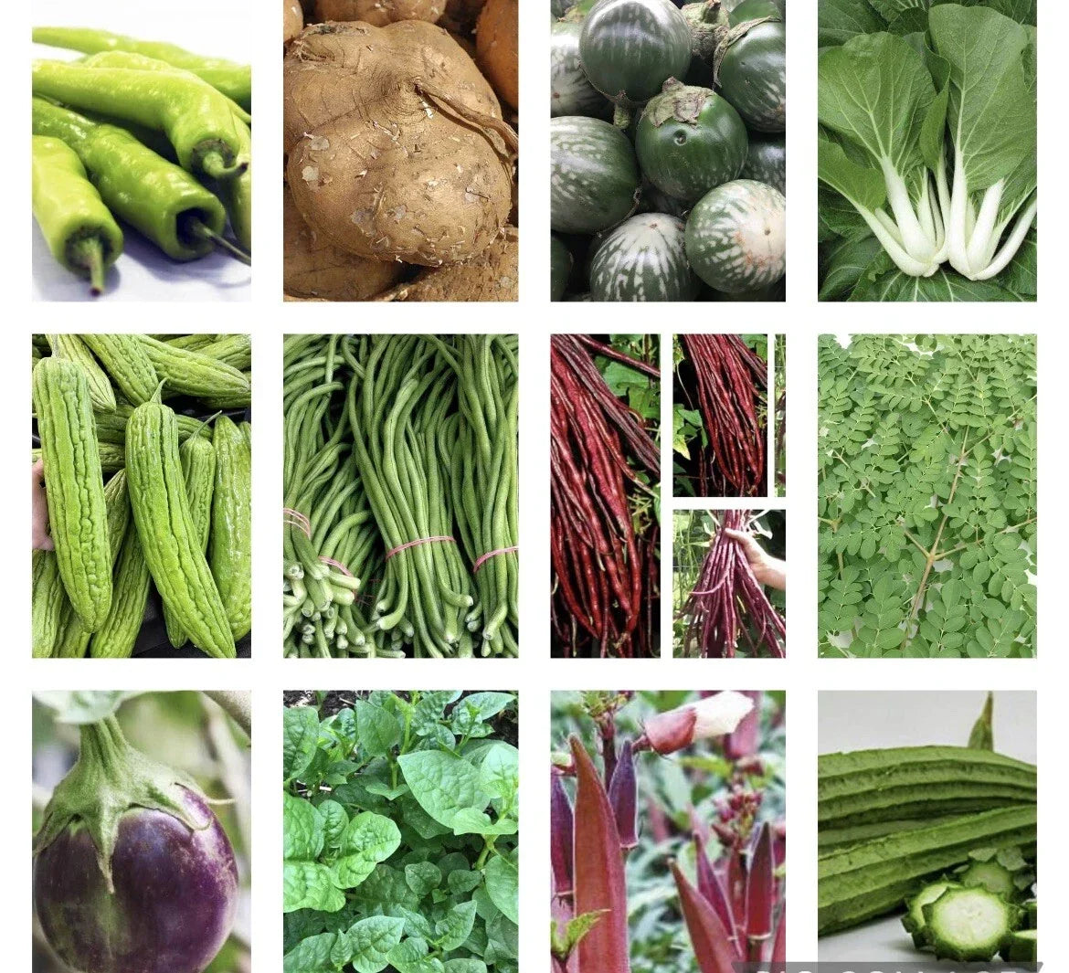 Asian Vegetable Seeds - 20 Varieties Non-GMO Organic Garden Seeds for Planting, Heirloom Vegetables, Fresh Produce, Container & Garden