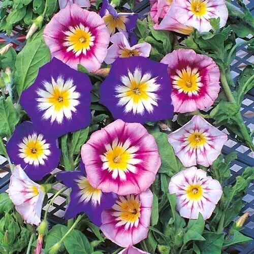 Morning Glory Seeds - Dwarf Ensign Mix, Ipomoea purpurea, Vibrant Blue Pink White Flowers, Easy to Grow, Container & Small Space Gardening