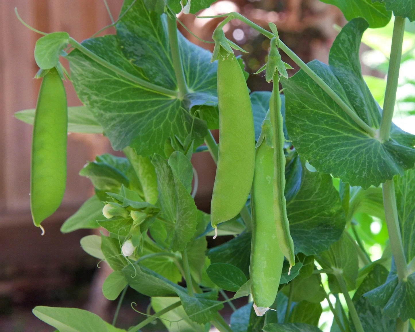 Snow Pea Seeds - Dwarf Sugar Grey Pisum sativum var. saccharatum for Stir-Fry & Salad, Edible Asian Vegetable, Non-GMO, 30+ Seeds