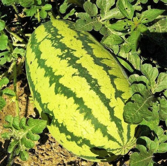 Jubilee Watermelon Seeds – Giant Sweet Green Striped Red Fruit – Citrullus lanatus – 25 Pack