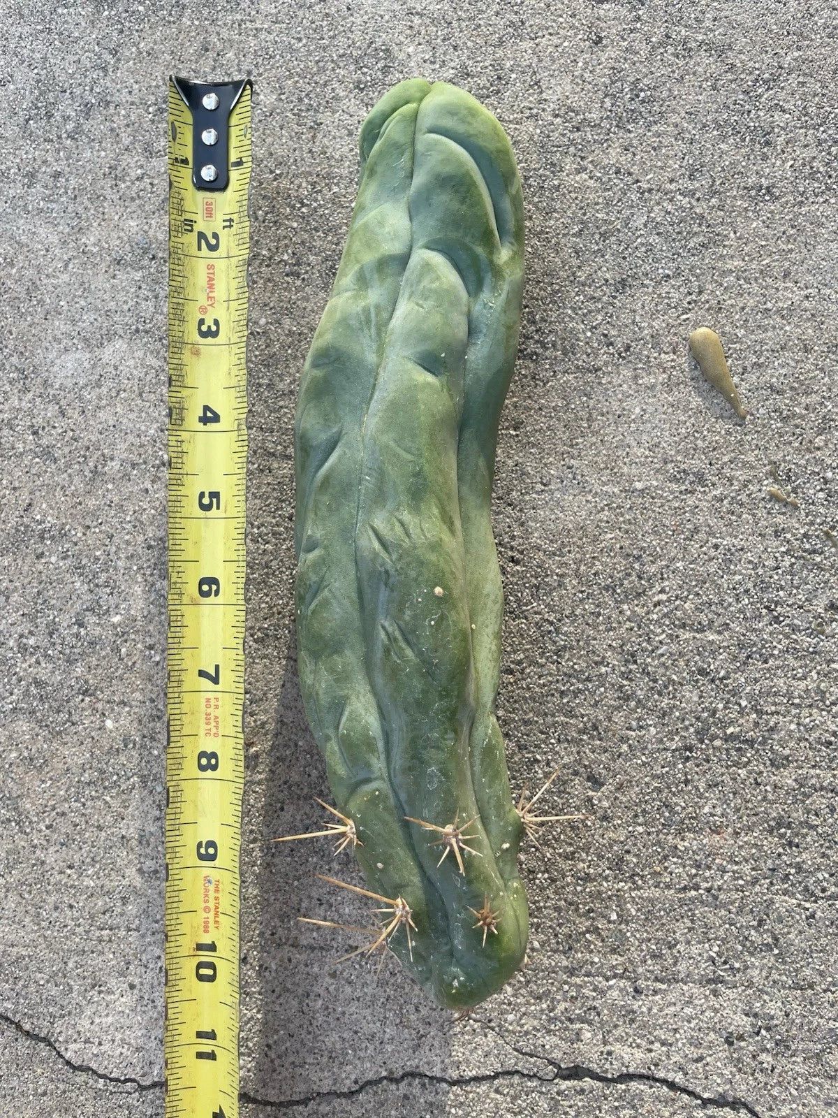 Dragon Cactus Plant - Bruce's Variety - Unique Indoor Succulent - Selenicereus - Exotic Wavy Stem Cactus