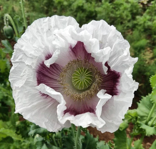 Organic Poppy Seeds 500 Count ELKA WHITE / Tasmanian White Breadseed Giant Edible Papaver somniferum