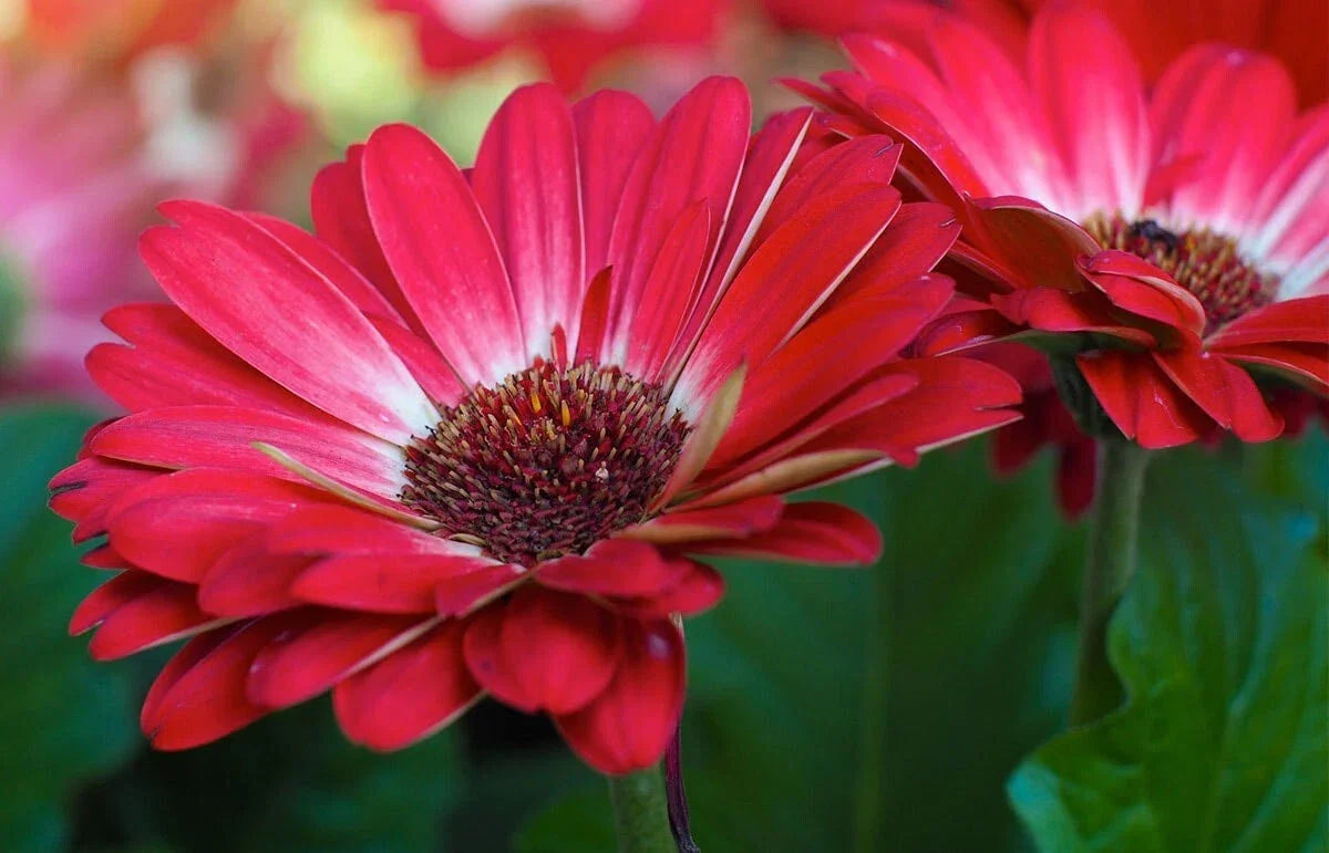 Gerbera Daisy Seeds Pack 200+ White & Red Gerbera jamesonii for Garden, Containers, Borders, Non-GMO, Easy to Grow