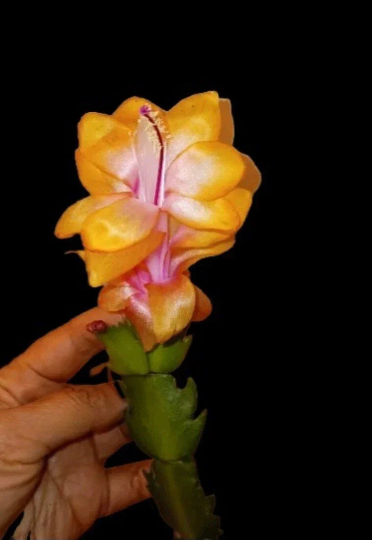 Rare Christmas Cactus Starter Plant - Golden Bruxas Brasil Schlumbergera truncata - Holiday Cactus with Golden Foliage