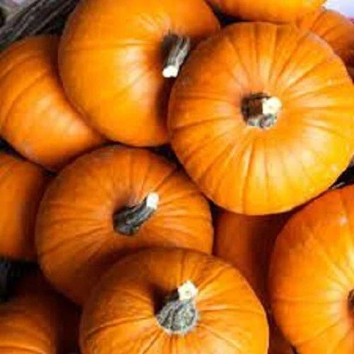 Small Sugar Pumpkin Seeds - Heirloom Variety - Ideal for Pies - Cucurbita pepo - Pack of 20 Seeds