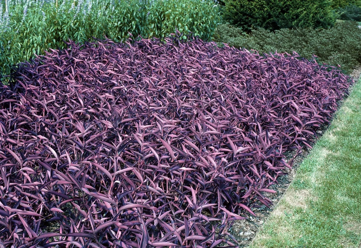 10 Live Purple Heart Wandering Tradescantia Pallida Indoor Houseplants - Easy Care, Vibrant Purple Foliage