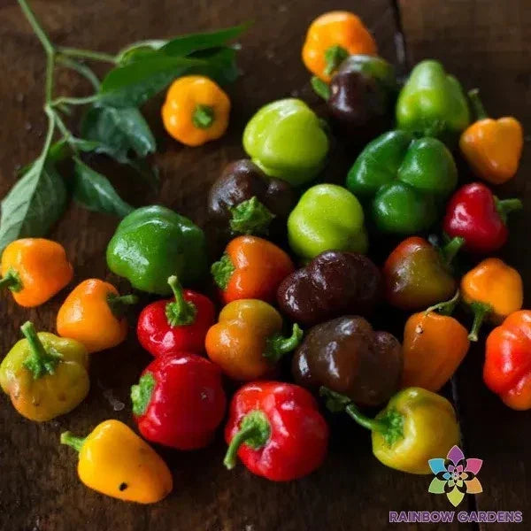 Mini Bell Blend Sweet Pepper Seeds - 25+ Pack - Capsicum annuum - Non-GMO Garden Variety - Red, Yellow, Orange Peppers