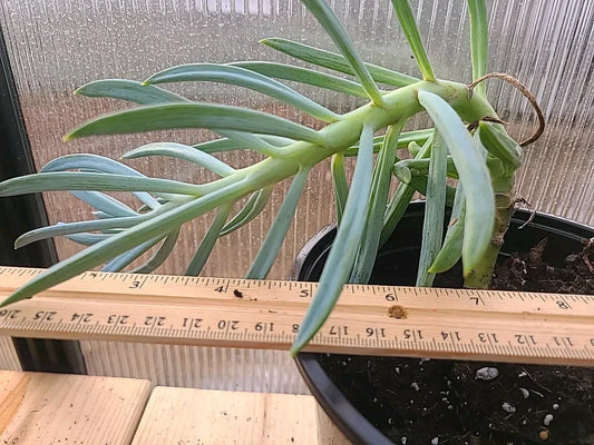 Large Blue Chalk Sticks Plant - Senecio Mandraliscae Succulent in Pot - Grayish-Blue Foliage, Rooted, Rare Indoor or Outdoor Plant